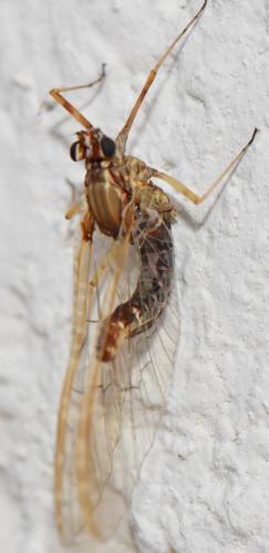 Réf. 343 435 : Cloeon dipterum